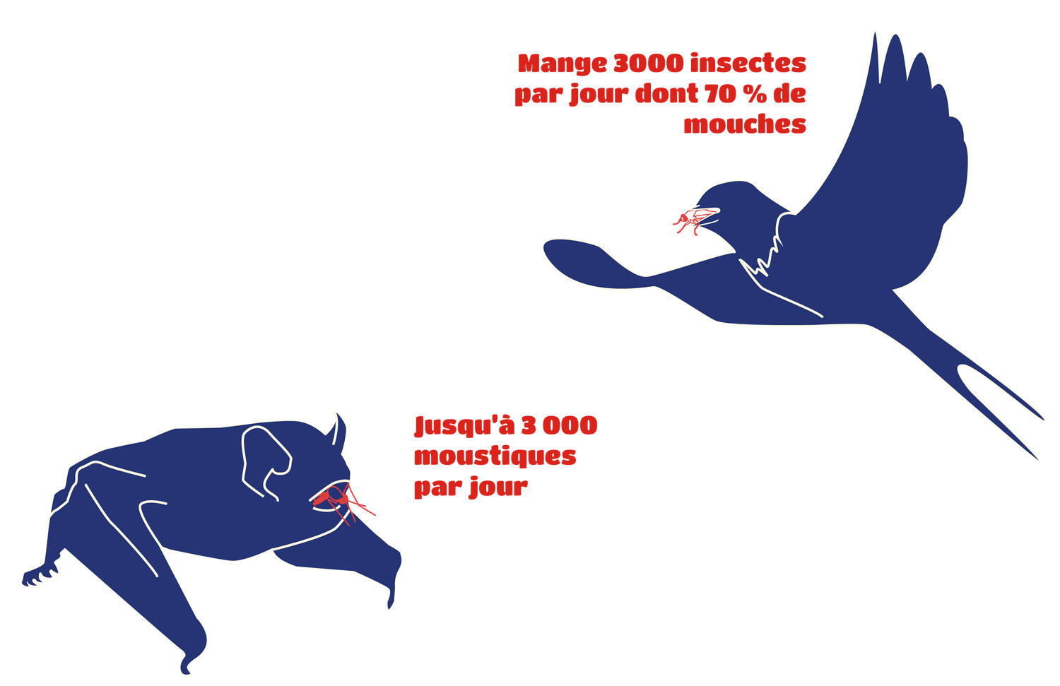 Des propriétés idéales pour les hirondelles et les chauves-souris